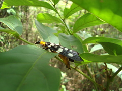 Neurhermes tonkinensis