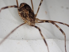 Leiobunum ventricosum