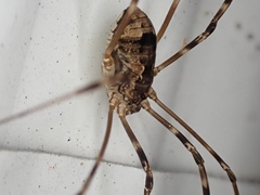 Leiobunum ventricosum