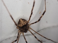 Leiobunum ventricosum