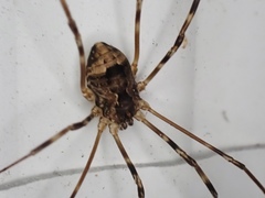 Leiobunum ventricosum