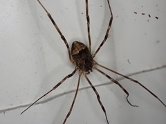 Leiobunum ventricosum