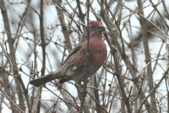 Haemorhous mexicanus