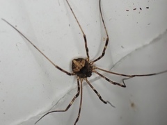 Leiobunum ventricosum