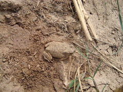 Duttaphrynus melanostictus