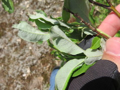 Salix humilis