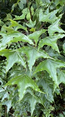 Oreopanax sanderianus