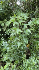 Oreopanax sanderianus