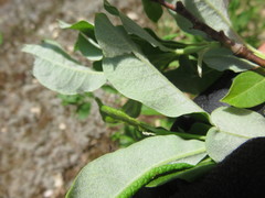 Salix humilis