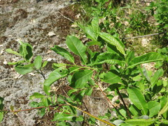 Salix humilis