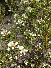 Spyridium spathulatum