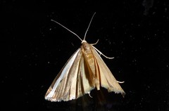 Orocrambus flexuosellus