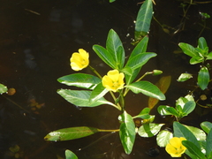 Ludwigia peploides montevidensis