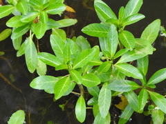 Ludwigia peploides montevidensis