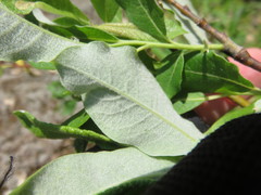 Salix humilis