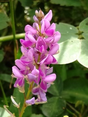 Grona heterocarpos