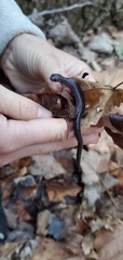 Plethodon electromorphus