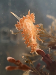 Coryphella cooperi