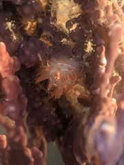Coryphella cooperi