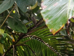 Myiarchus panamensis image