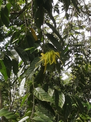 Cananga