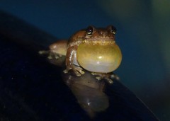 Litoria dentata