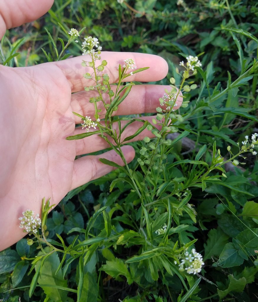 Virginia pepperweed from Gladeview, FL, USA on December 28, 2020 at 03: ...