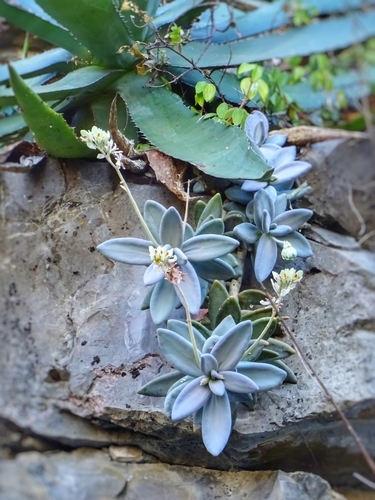 Pachyphytum werdermannii Poelln. 2