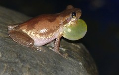 Litoria dentata