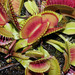 Venus Flytrap - Photo (c) David Hill, some rights reserved (CC BY)