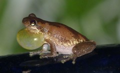 Litoria dentata