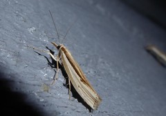 Orocrambus ramosellus