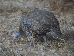 Numida meleagris mitratus