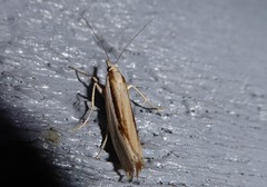 Orocrambus ramosellus