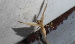 Orocrambus ramosellus