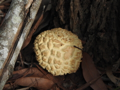Boletellus ananas