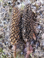 Magnolia officinalis