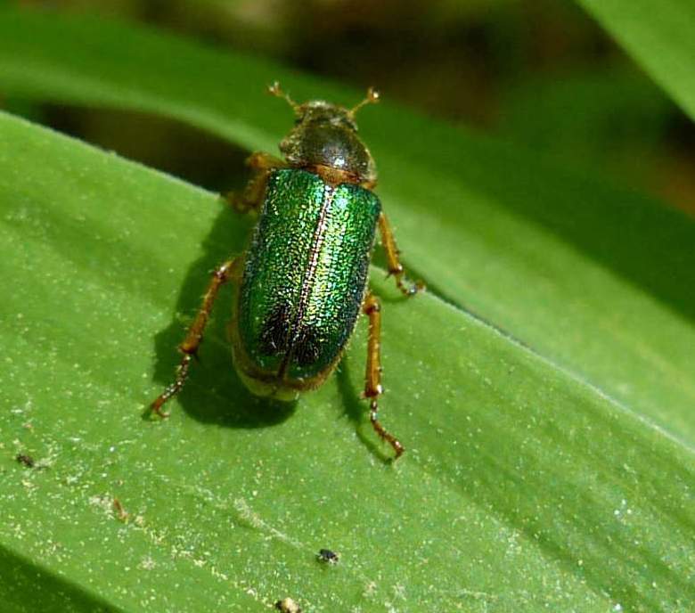 Dichelonychini