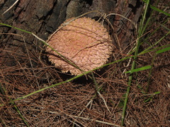 Boletellus ananas