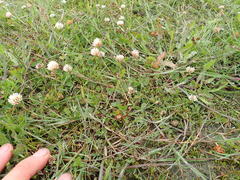 Trifolium fragiferum