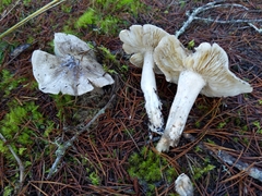 Tricholoma pardinum