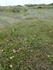Trifolium fragiferum