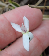 Viola vittata