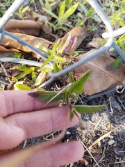 Tridax procumbens image