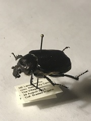 Osmoderma subplanata