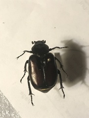 Osmoderma subplanata