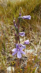 Thelymitra cyanea