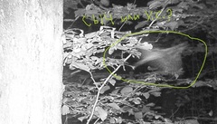 Glaucidium passerinum