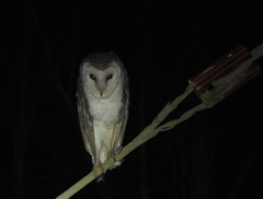 Tyto alba delicatula