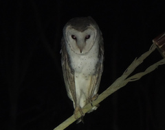 Tyto alba delicatula